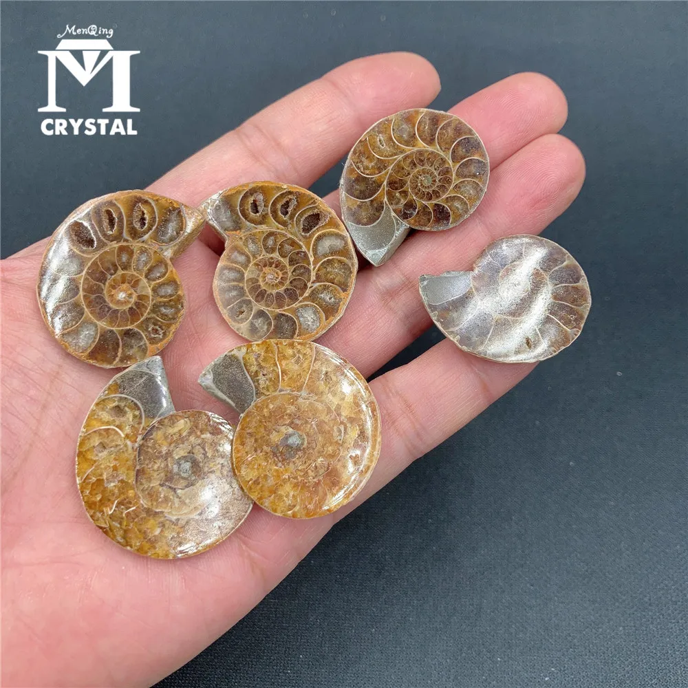 

Пара натуральных кусочков раковины, лечебный Хрустальный подарок, энергетический минеральный образец раковины, преподавательный подарок