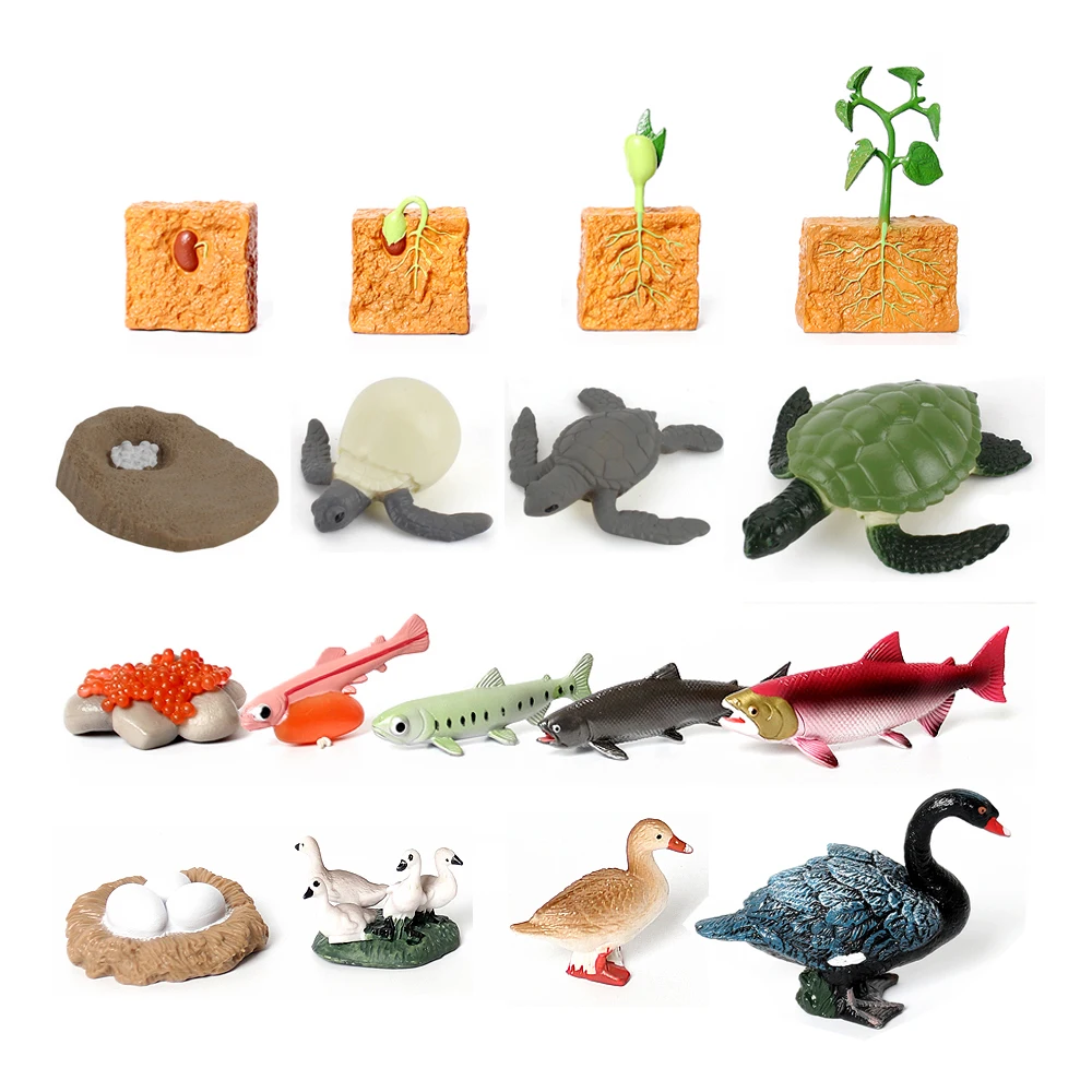 

Growth Life Cycle Animal Model Turtle Fish Octopus Crab Swan Figures Kindergarten Teaching Aids Novelty Plastic kids Toys GIfts