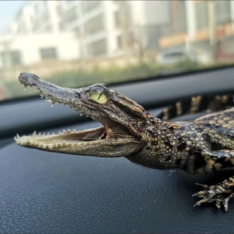 2199 оригинальный образец крокодила для ползания индивидуальный Готический