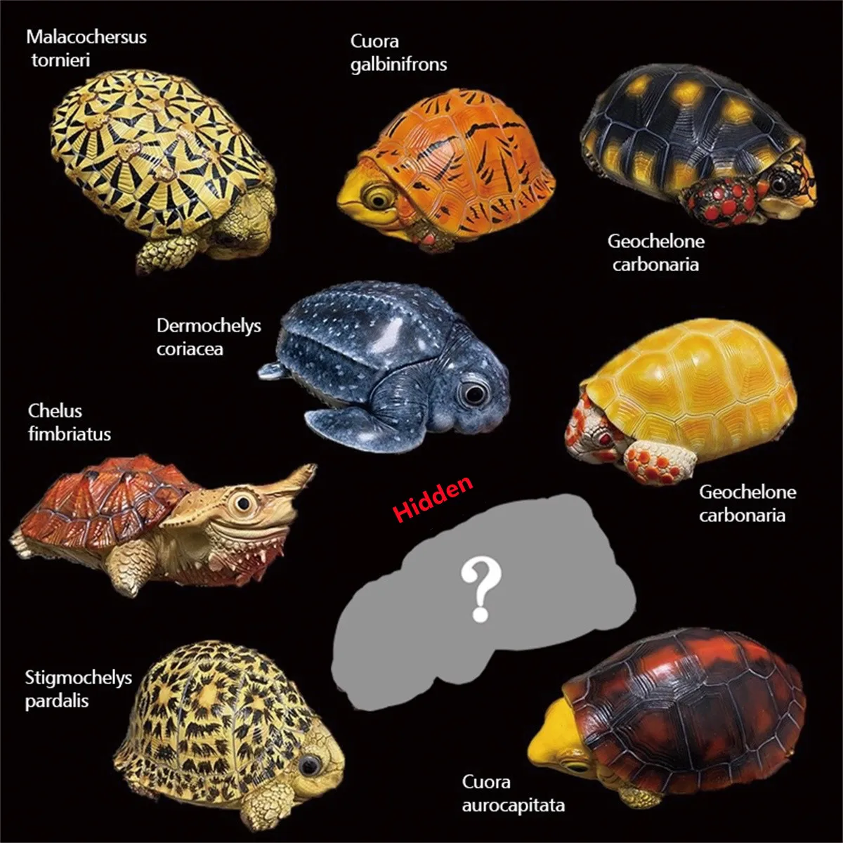 

9Pcs Cuora Flavomarginata Emydidae Geochelone Blind Box Model Figure Collector Decor Mystery Box Animal Pancake Tortoise Turtle