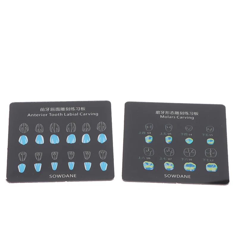 3 размера искусственное наполнение шаблон Морфология зубов доска анатомическая