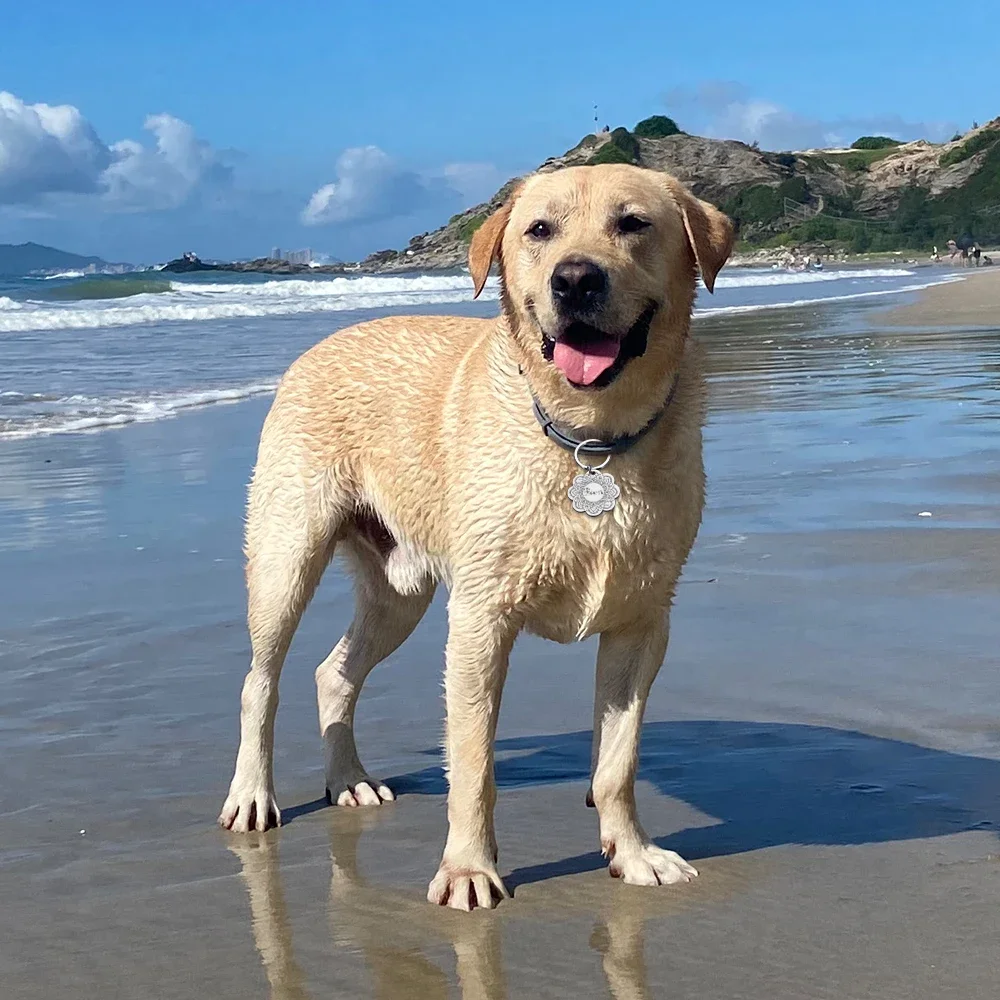 Идентификационная бирка для собак персонализированная идентификационная с