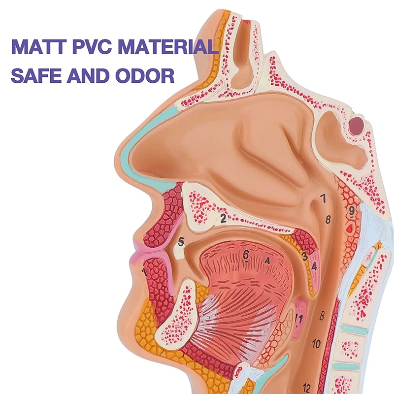 

Nasal Cavity Throat Anatomy Model Human Anatomical Pharynx Larynx Model For Students Study Display Teaching