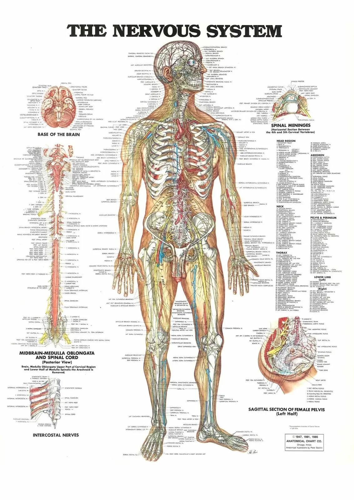 

NERVOUS SYSTEM - Human Body Chart Art Film Print Silk Poster Home Wall Decor