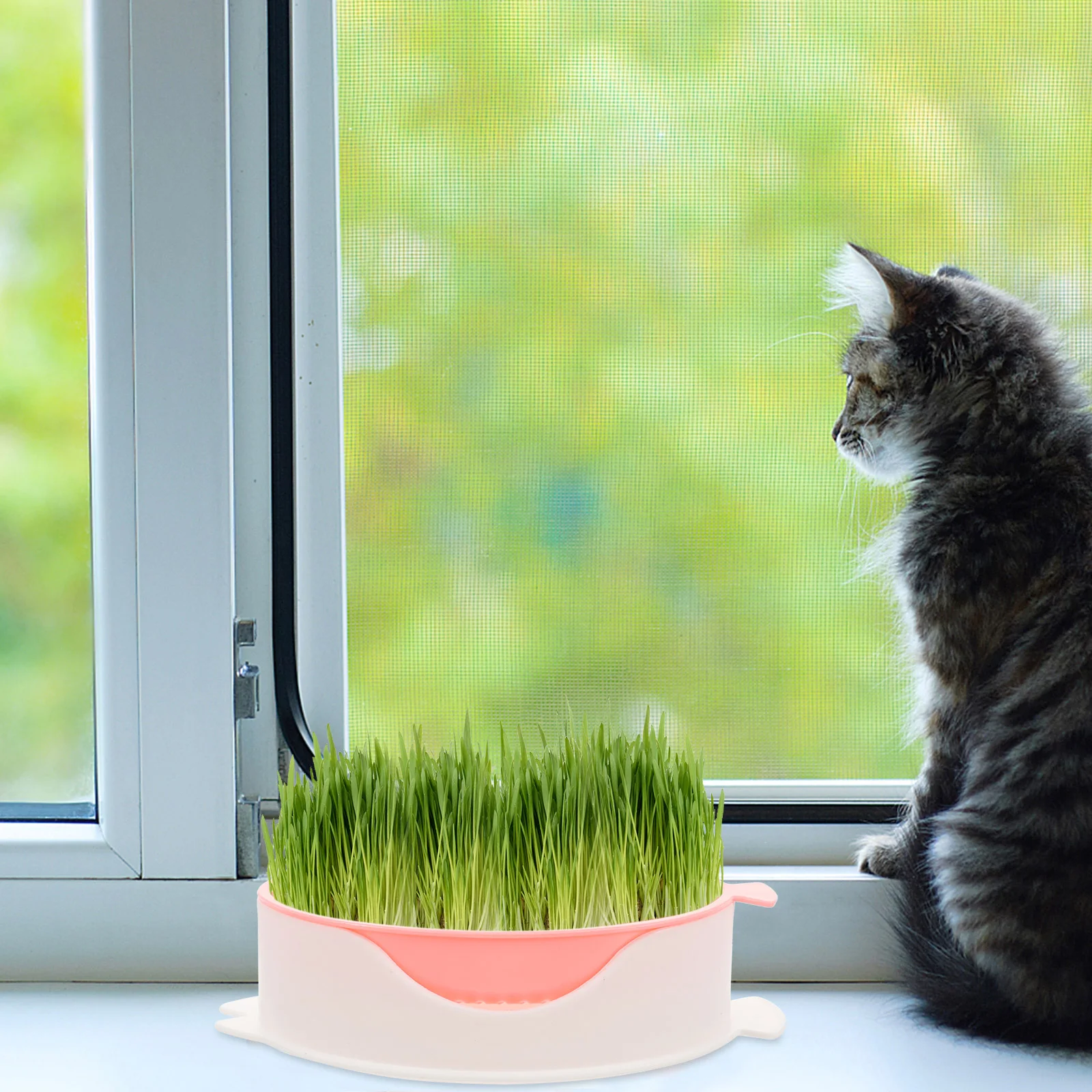 

Grass Soilless Planting Box Household Cat Plant Box Convenient Planting Box