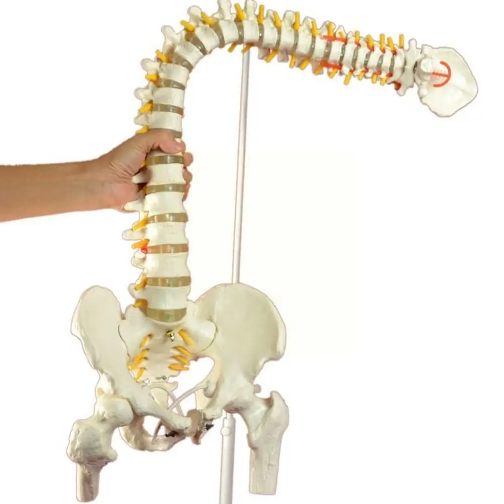 

45cm Human Spine With Pelvic Model Human Anatomical Model Column With Stand Spine Model Fexible Spinal Anatomy Medical B1x8
