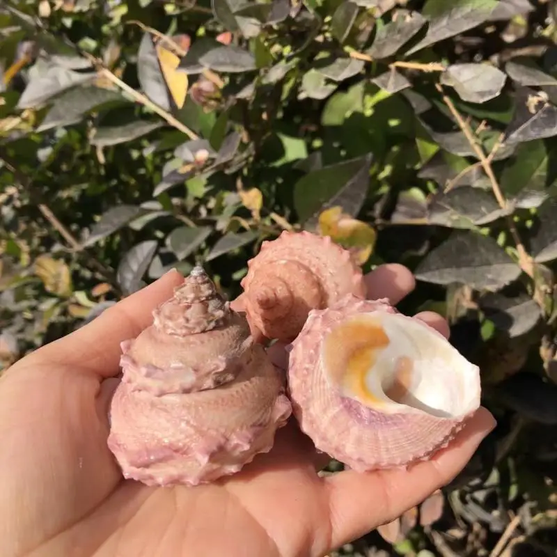 1 шт. сменный рулон раковина для рыбы |