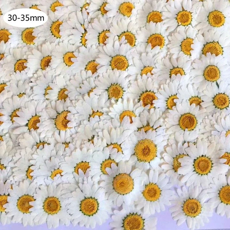 

100Pcs Real Natural Dried Pressed Flowers White Daisy Pressed Flower for Resin Jewelry Nail Stickers Makeup Art Crafts