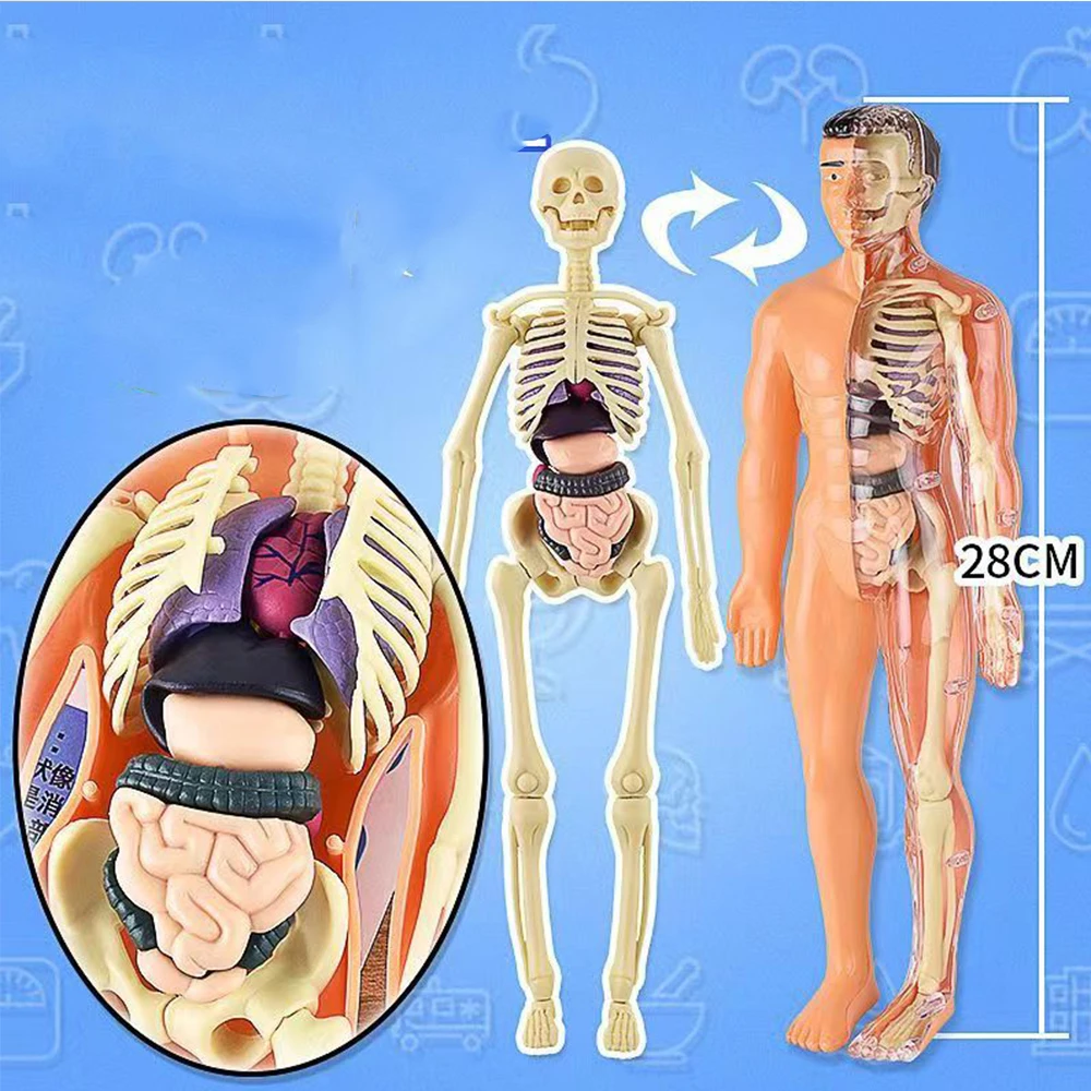 

With Removable Parts Human Body Anatomy Model For Kids Torso Educational Science Kits For Medical Student Learning Gifts 28cm