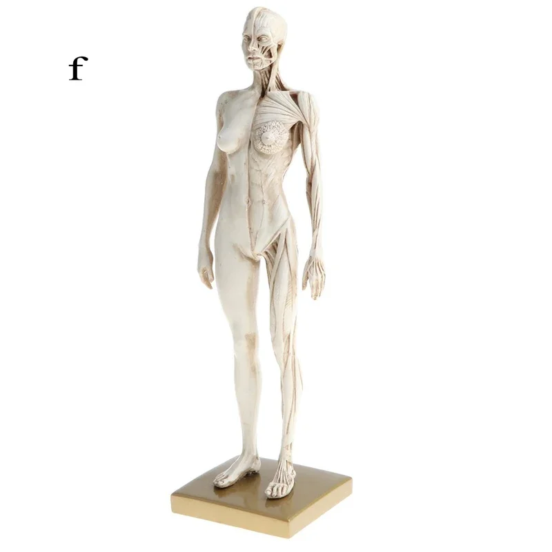 

Анатомическая модель скелета и мышц 30 см