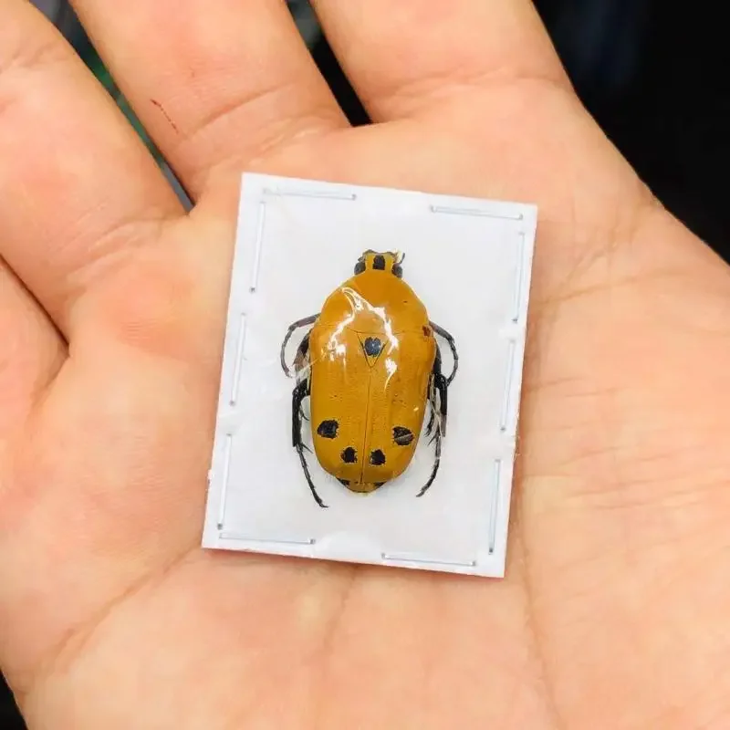 

Настоящая золотая черепаха