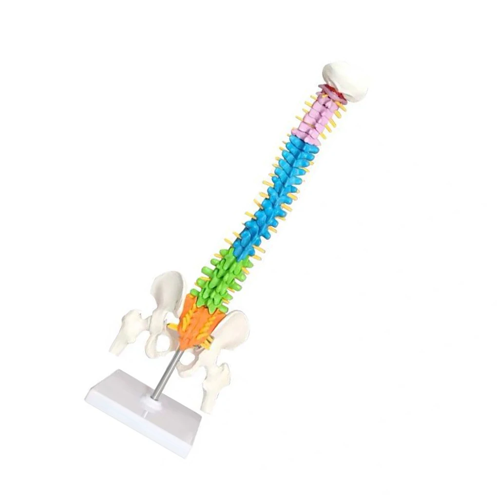 

Anatomical Spine Model with Pelvis Removable Waterproof Spinal Column Model Science Supplies Improving Cognitive Ability