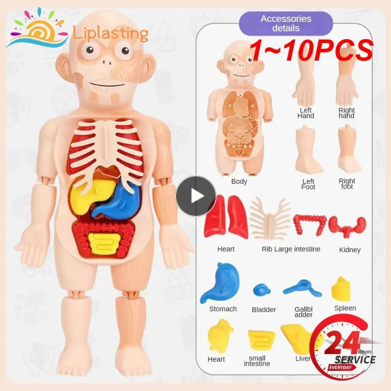 

1 ~ 10 шт. в сборе, 3D пазл, модель анатомии человеческого тела, обучающий орган, сборная игрушка, обучающий инструмент для тела
