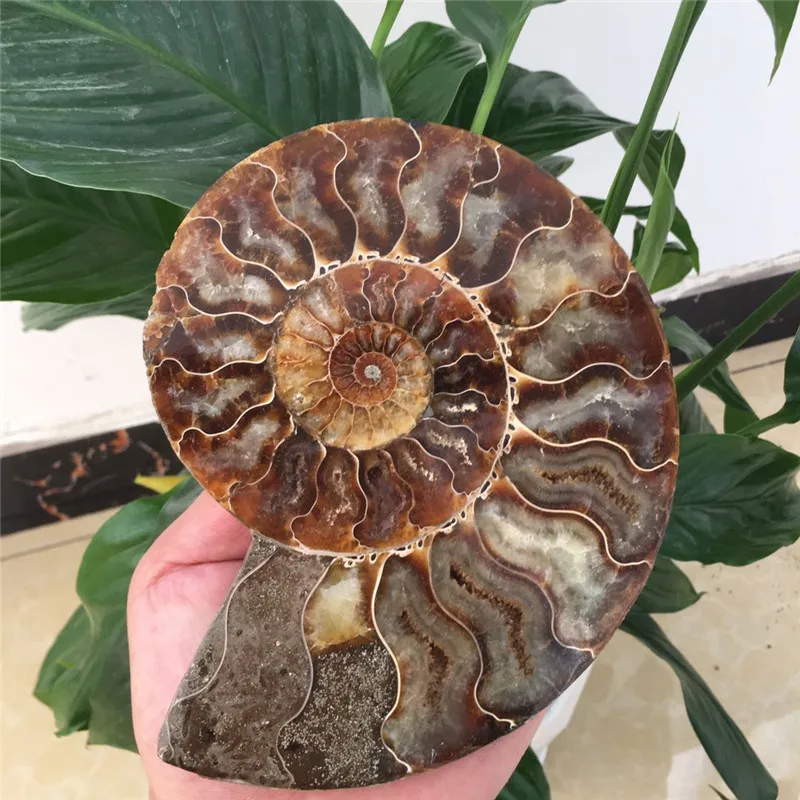 

1pcs big size madagascar fossils iridescent ammonite natural stones and minerals specimen beautiful Christmas present 400-500g