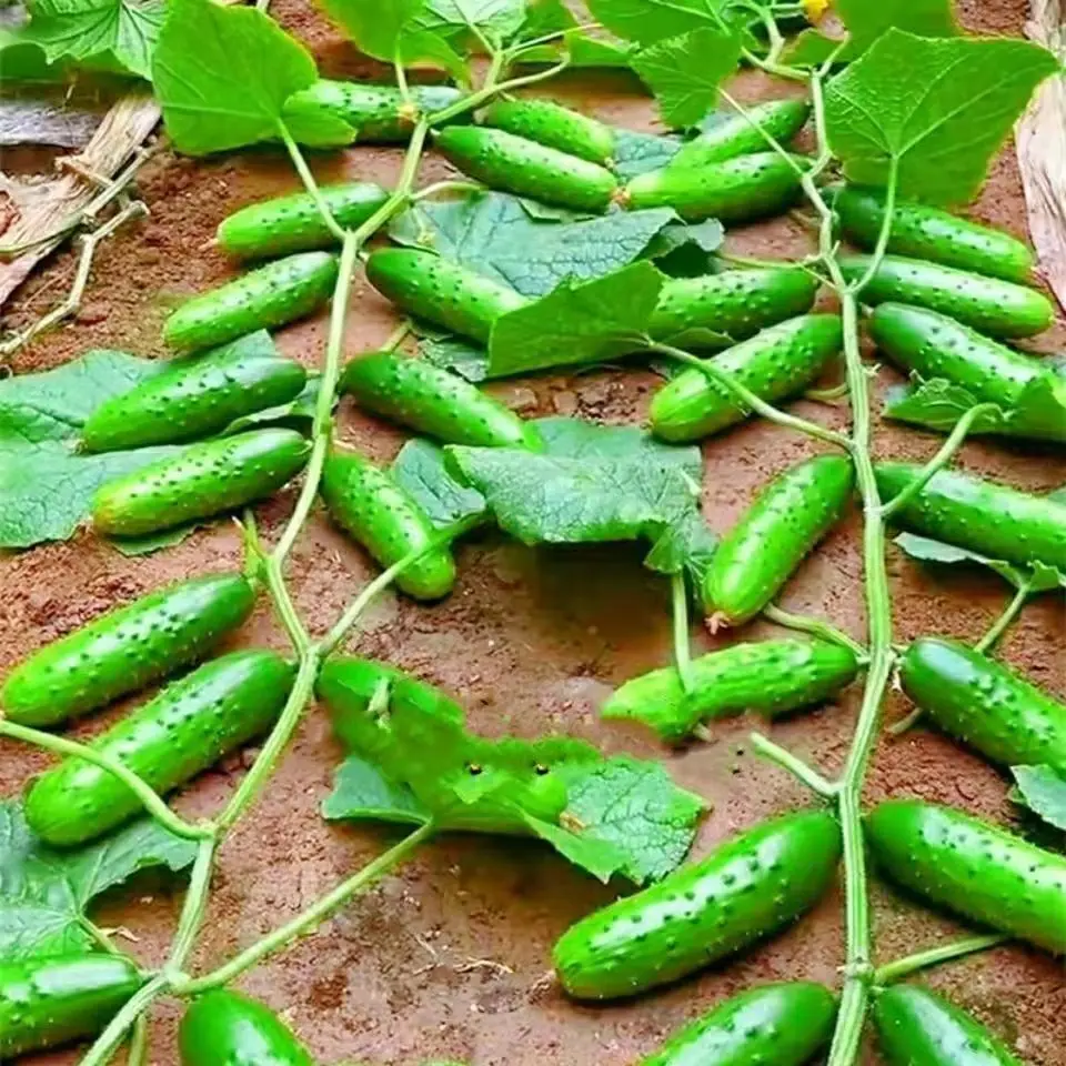 

20PCS " Cucumber" Semi - llas