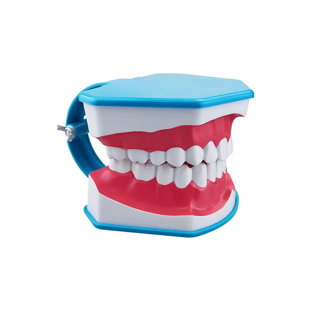 Стоматологическая модель стандартная обучающая для чистки зубов образование