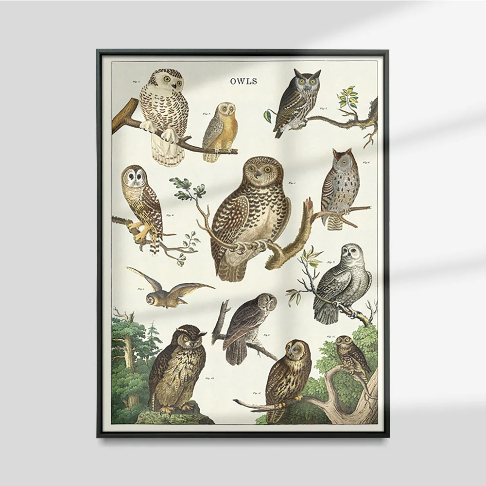 

Винтажный постер в виде совы, птицы, животных, античная Картина на холсте, настенное художественное изображение, декор для гостиной и спальни