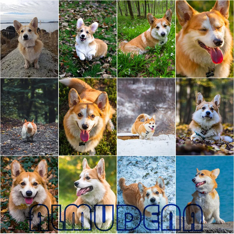 

Animal Corgi Diamond Painting Full Square Round 5D DIY Cute Dogs Embroidery Pictures Paste Mosaic For Living Room Home Decor