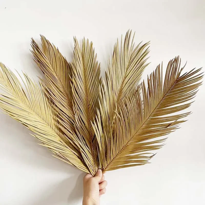 

5PCS Dried Natural Flowers Sago Cycas Branch,Fruticose Dracaena Dry Palm Fan Leaves,Party Art Wall Hanging,Wedding Decoration