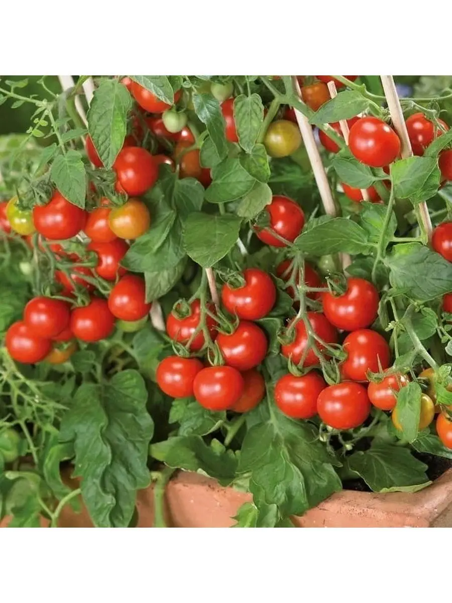 Семена томат клюква в сахаре. Помидоры клюква в сахаре. Помидоры клюква в сахаре. Томаты черри клюква в сахаре. Сорт помидор клюква в сахаре.