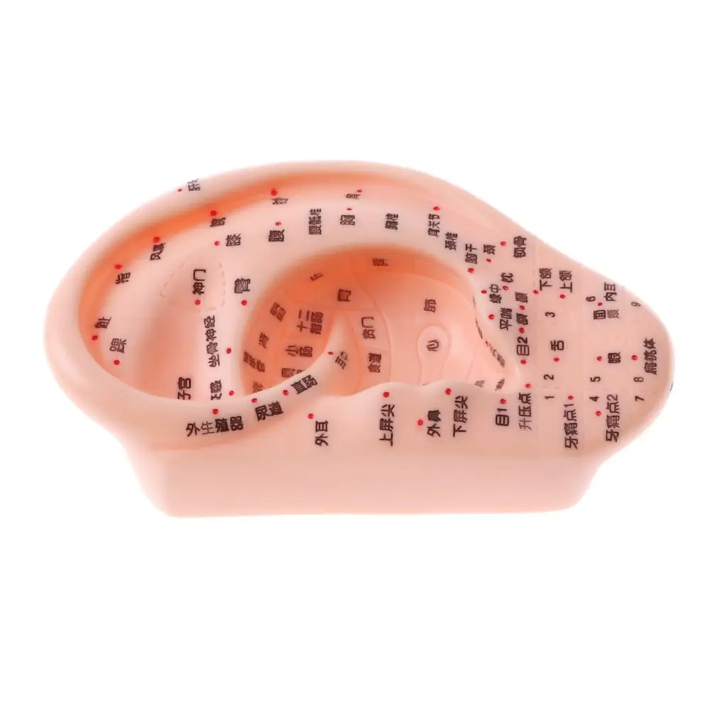 

1: 1 AcupunctureOhr, Right Human Ear for Practitioners