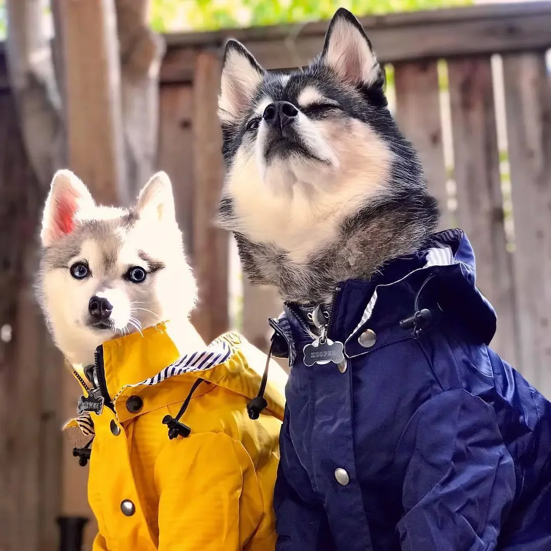

Pet Dog Raincoat Windproof and Rainproof Yellow Puppy Hoodies Jacket Multi-size Suitable for Large, Medium and Small Dog Clothes