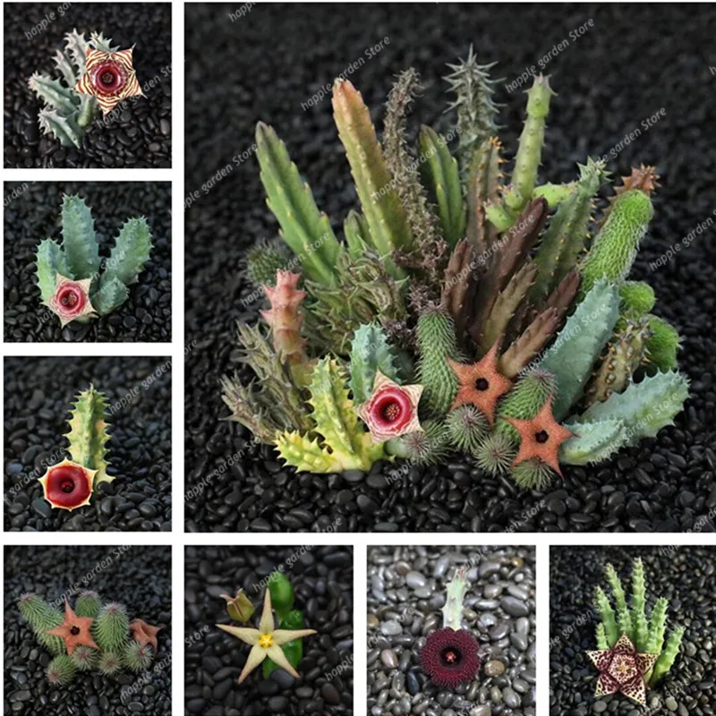 

100 шт., суккуленты «Edithcolea» с алоэ вера