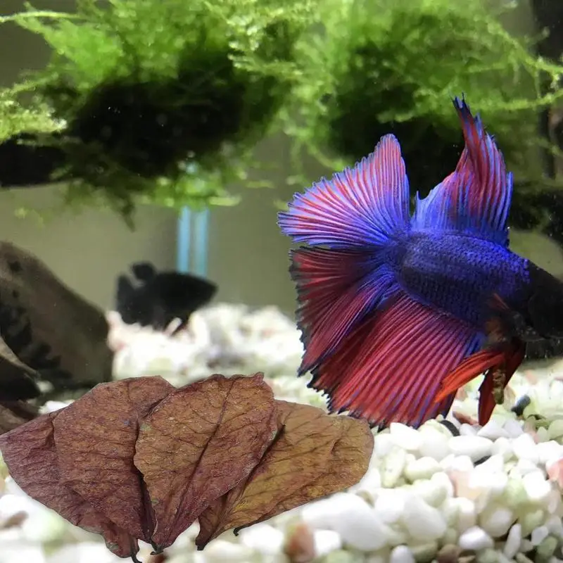 

Betta Shrimp Leaves Terminalia Catappa Almond Leaves Betta Fish Shrimp Natural Habitat Aquarium Fish Tank For Lower PH Habitat