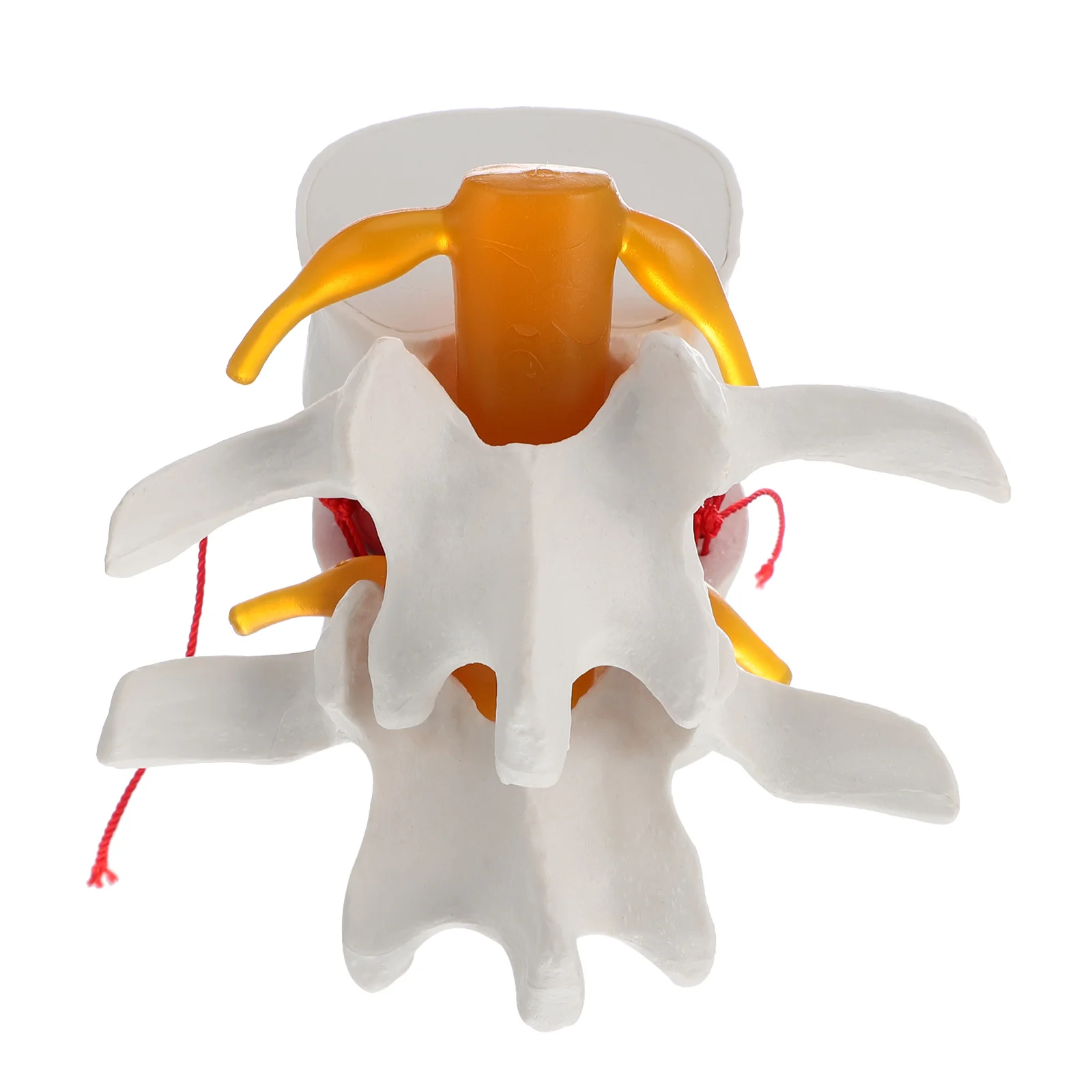 

1Pc Medical Training Human Spine Model Practical Spine Model for Teaching
