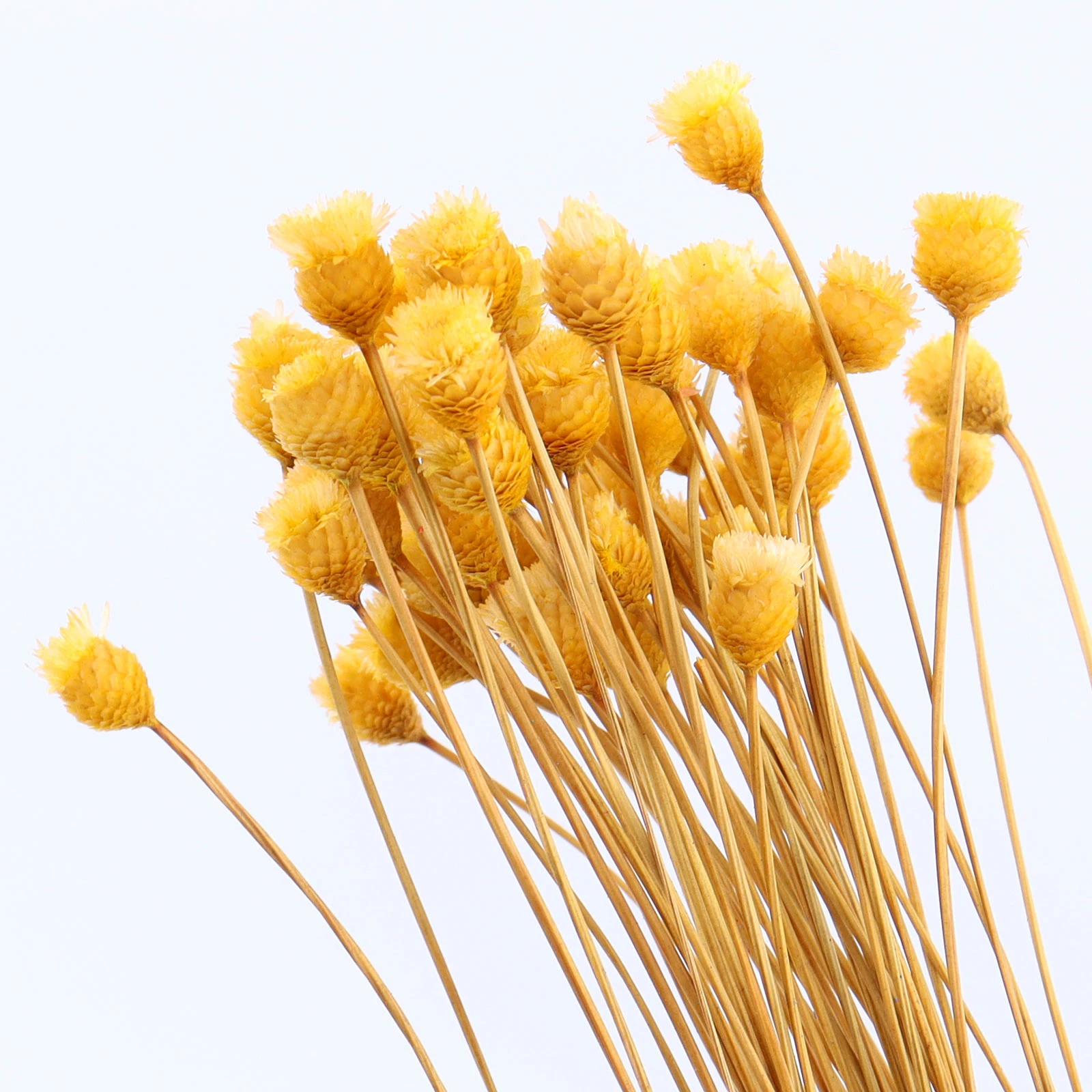 

Миниатюрные засушенные цветы, 50 шт., натуральные, для украшения дома, свадьбы