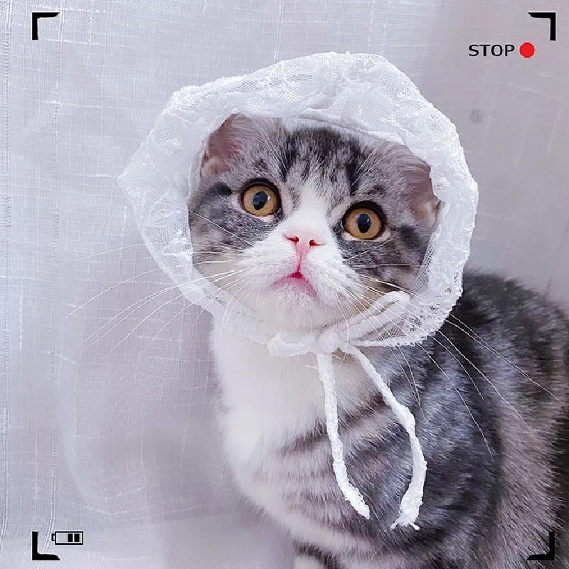 

Кружевная шляпа в виде кошки, летняя флип, чихуахуа, йоркширский Померанский Ших, Tzu, Мальтийский пудель, Бишон, шнаузер, мопса, корги, головны...