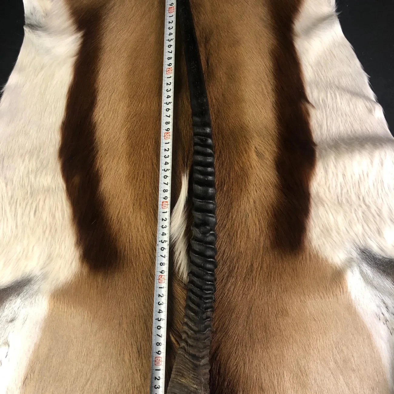 South Africa Imported African Oryx Horn Background Wall Wall Hanging Decoration Bar Artifact Nordic Style Collection Gifts