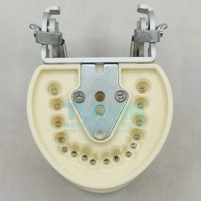 Зубная модель обучающая зубной резинки 32 шт. для обучения стоматологии