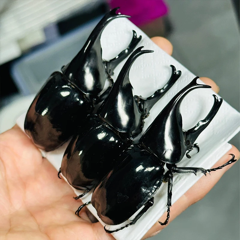 

Настоящие образцы черного диамондфера, Акула, ксилотрупы, суматренсис, танахемский индивидуальный образец с крупными рогами A1/A-