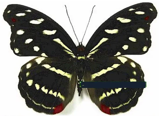 Искусственная бабочка без раскрытия крыльев 1 шт. материалы для самостоятельной