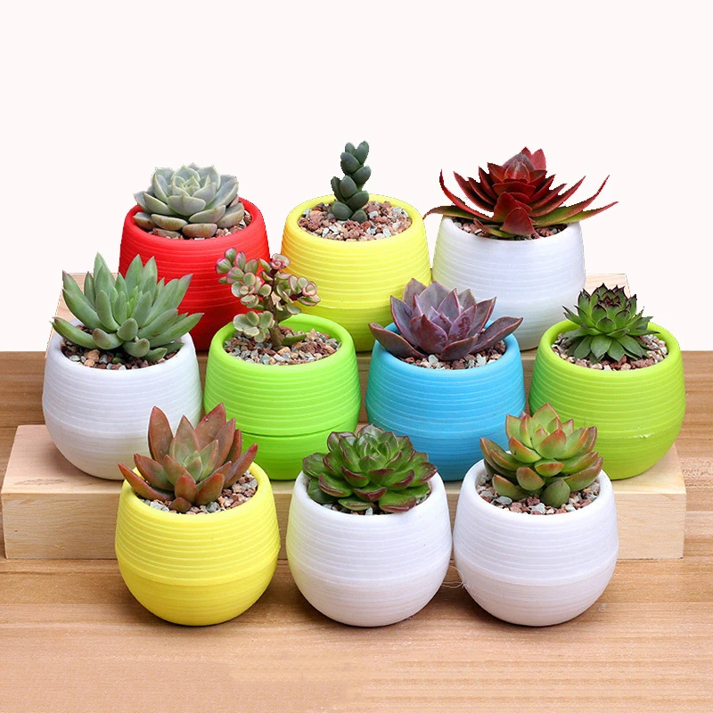 

1Pcs Mini Colourful Plastic Cute Round Flower Pot Succulent Plant Flowerpot For Home Office Decoration 5 Color Garden Supplies