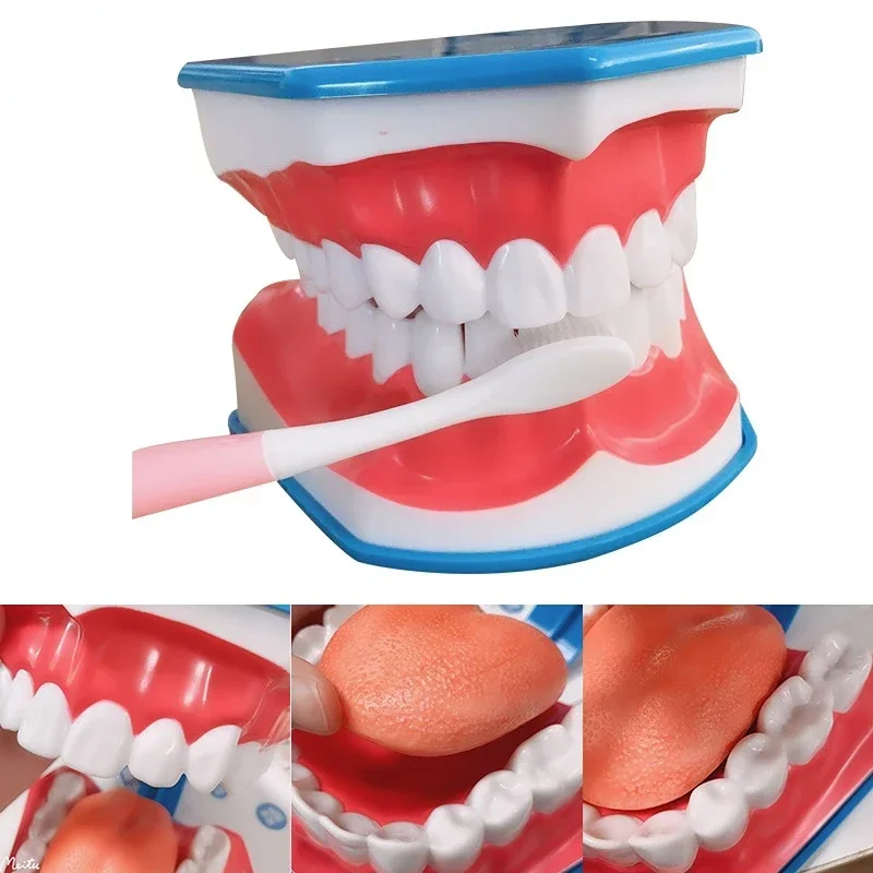 

Стандартная модель для обучения стоматологии, обучающий демонстрационный инструмент для чистки зубов