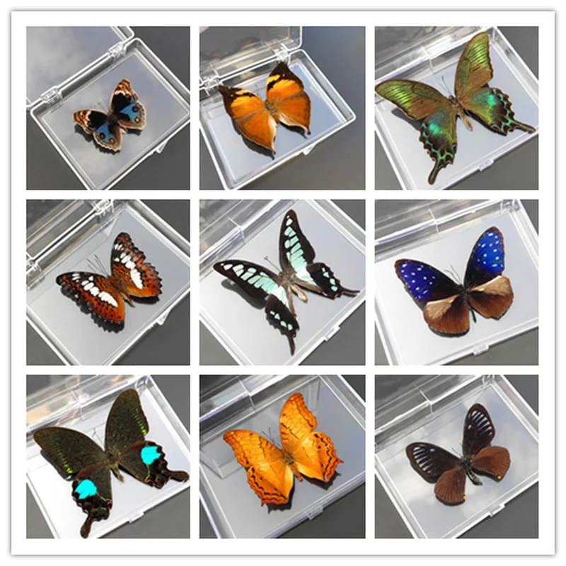 Butterfly specimen ornaments real butterfly wings spread children's observation insect specimen creative transparent box