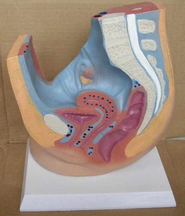 Female abdominal cavity model Reproductive system Medical teaching model free shipping