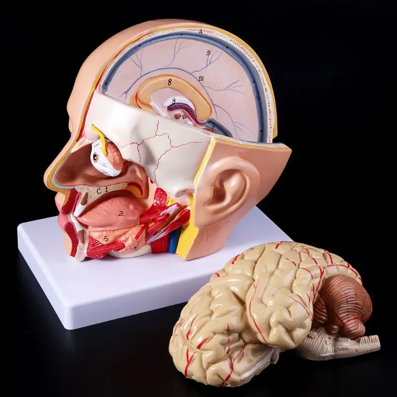 

Medical props model Human Anatomy Head Skull Brain Cerebral Artery Anatomical Model For Teaching