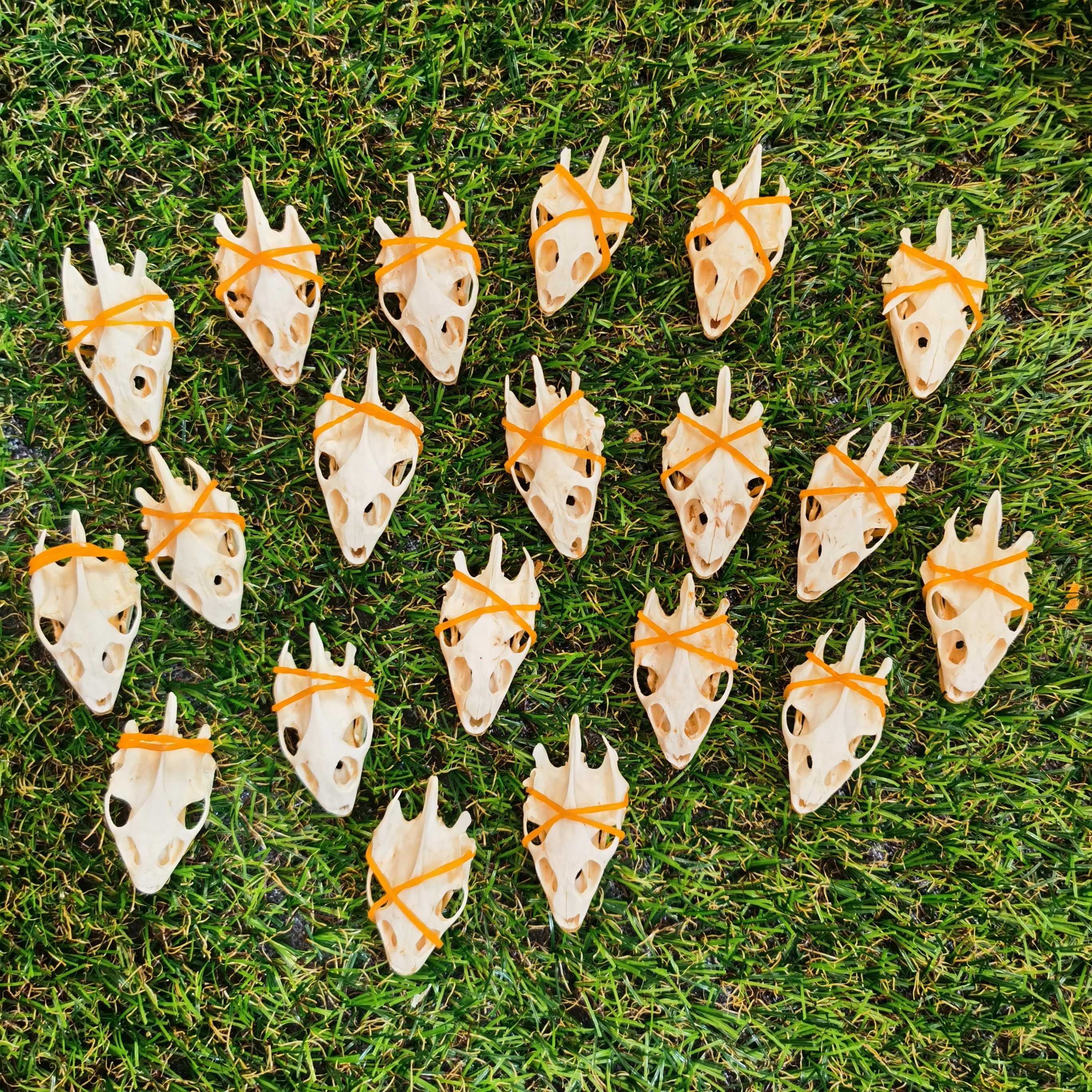 

Дефектный натуральный череп черепахи