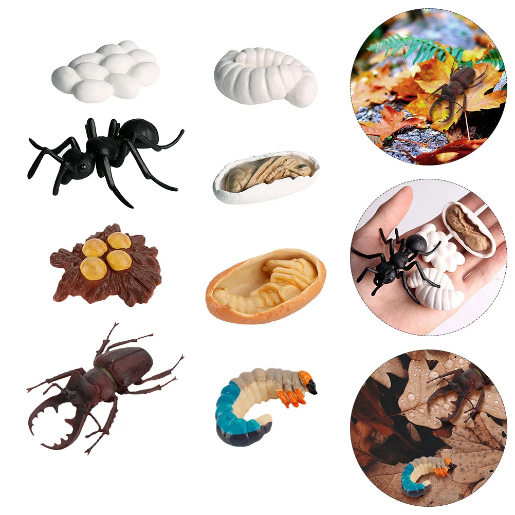 

Cycle Insect Life Growthmodel Figurines Educationalanimal Ant Early Playset Animals Development Giant Figures Kit Bug Amphibian