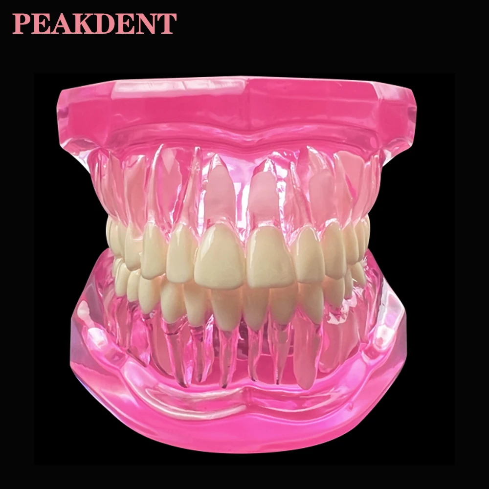1 шт. прозрачная модель зубных зубов для изучения обучения образования