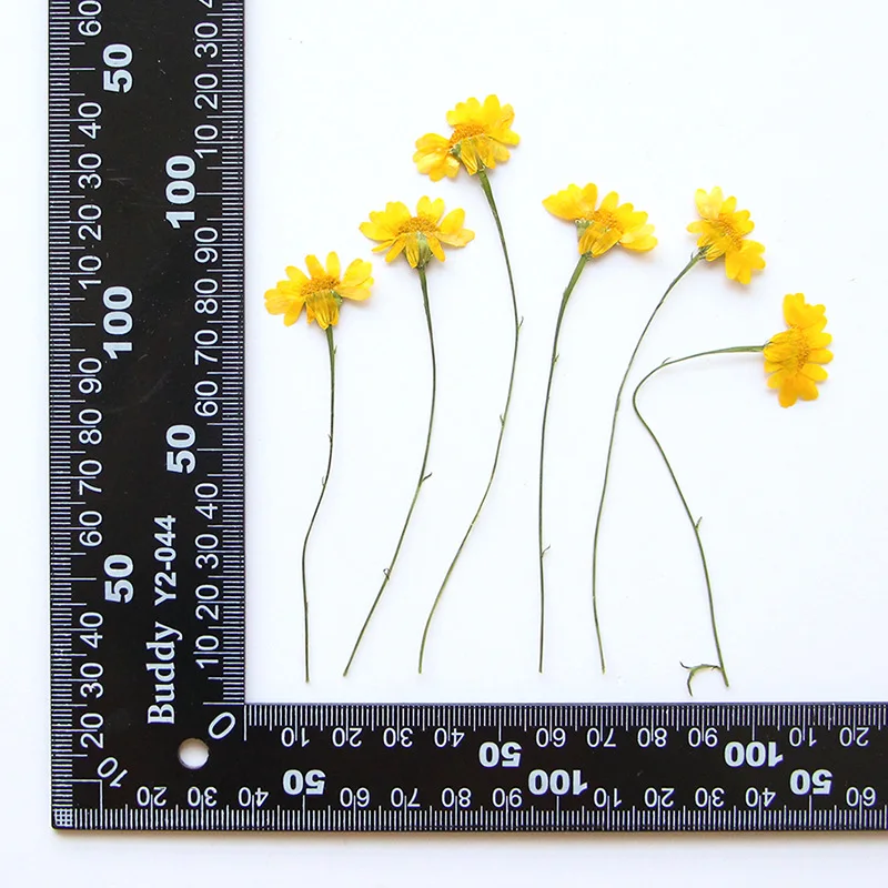 Женский гербарий для украшений открыток закладок в рамке