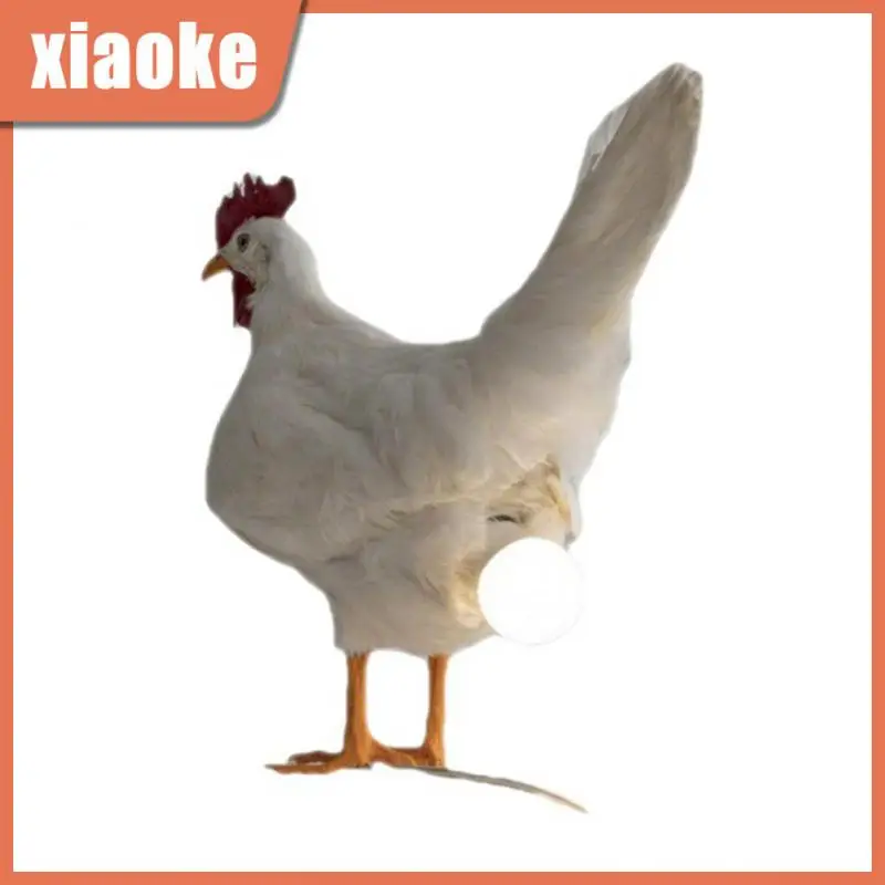 

Лампа для куриных яиц, дневных яиц