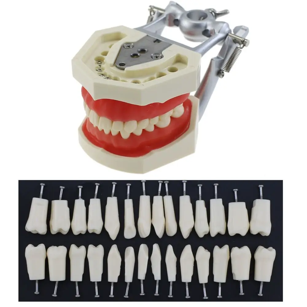 

Kilgore Nissin 500 Type Dental Typodont 28PCS Teeth Model Screw-in Replacement
