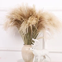 natural wedding arrangement flower small dry pampas grass boho home style real pampas grass reed natural plant table ornaments