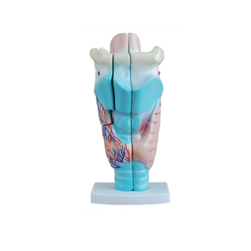 

Бактериальная анатомическая модель