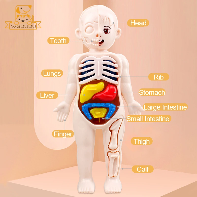 Человеческие органы тело вискус стебель обучающая игрушка головоломка Веселая