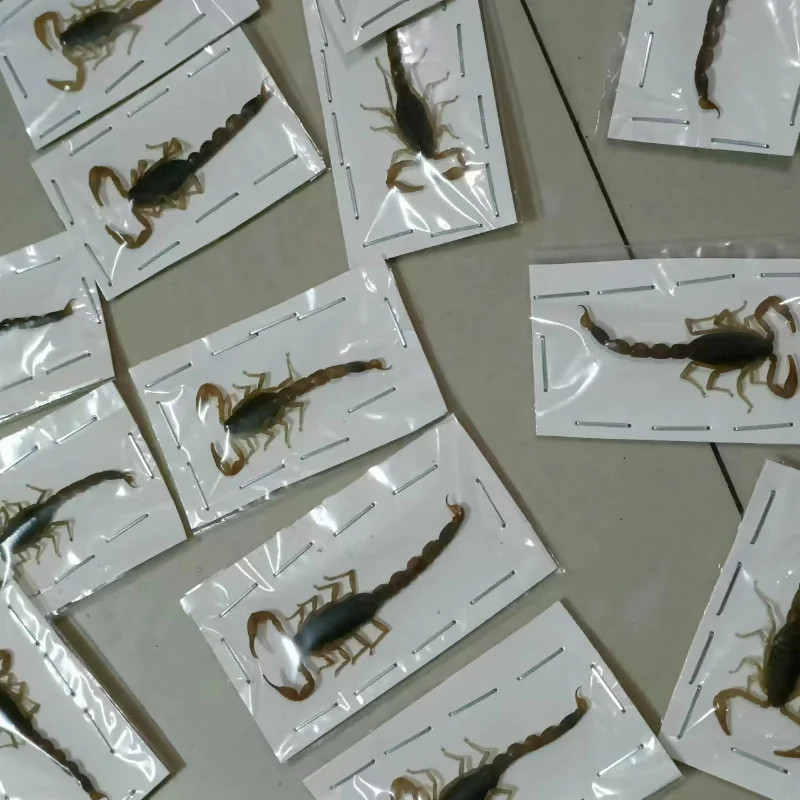 

Real Scorpion Insect Specimens Beetle Teaching Aids Hobbies Collection DIY Crafts Home Decor Biology Popularization Teaching
